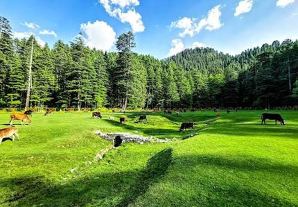 Dalhousie Getaway from Amritsar